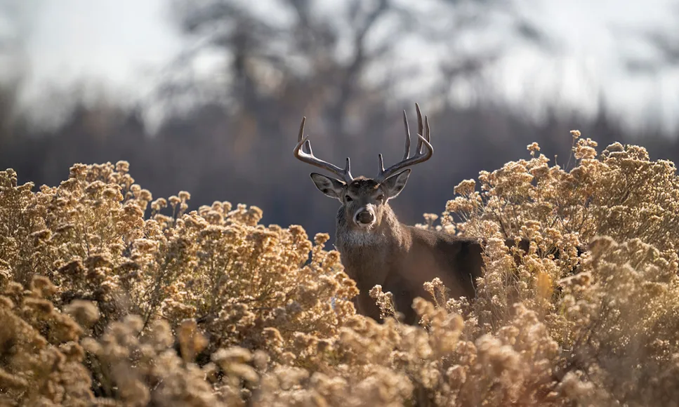 A whitetail buck stand in a patch of goldenrod.