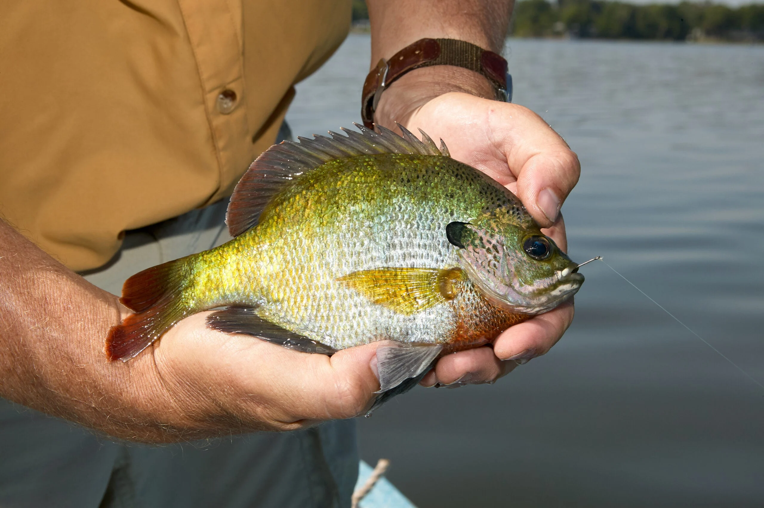 man holding bluegill