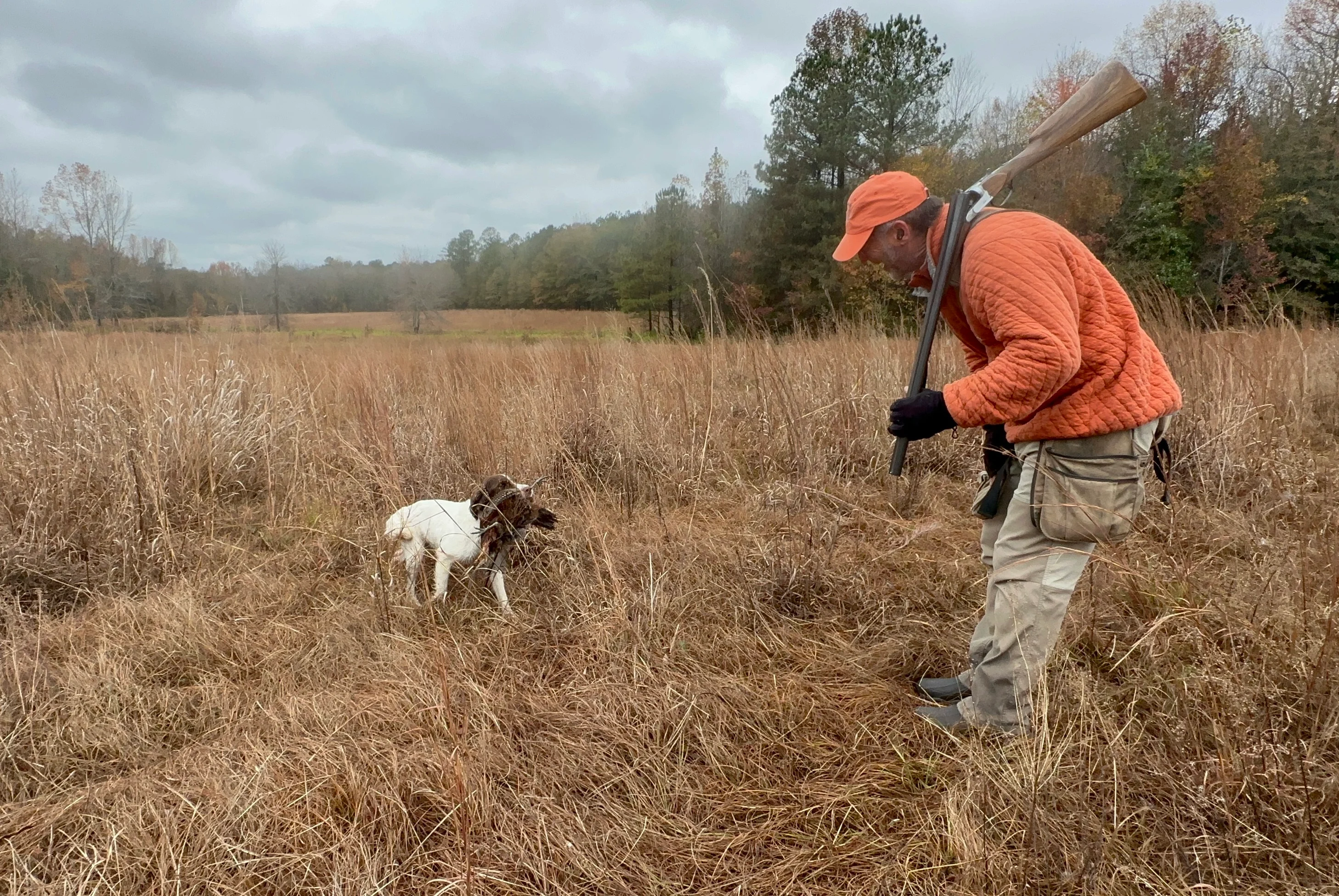 A dog retrieves a bird for a hunter in a grassy field. 