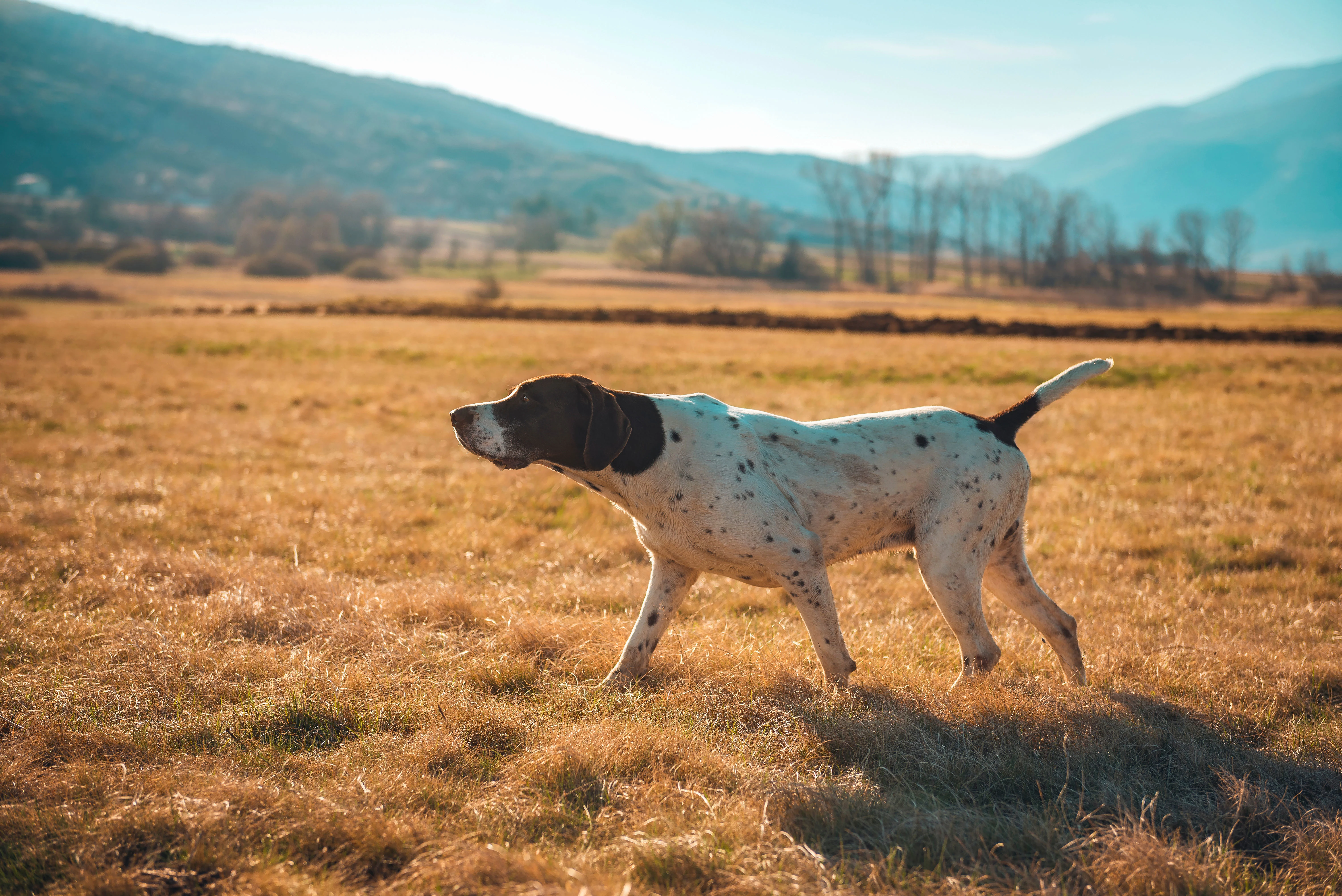 a german shorthaired pointer