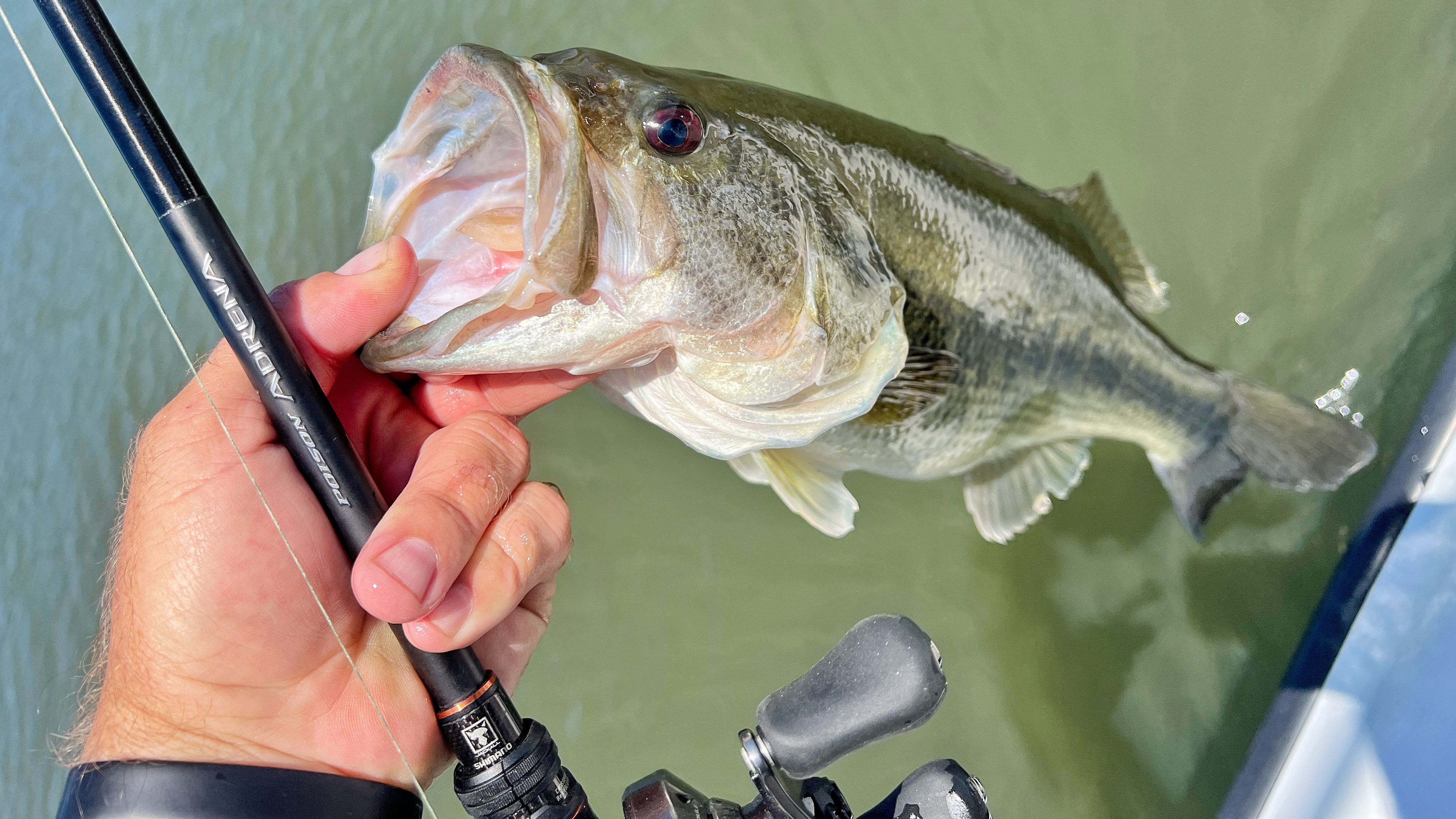 Hand holding up bass and rod