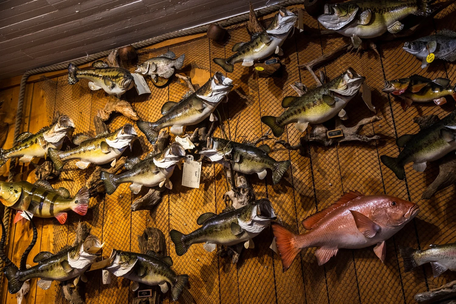 Fish taxidermy on a wall.