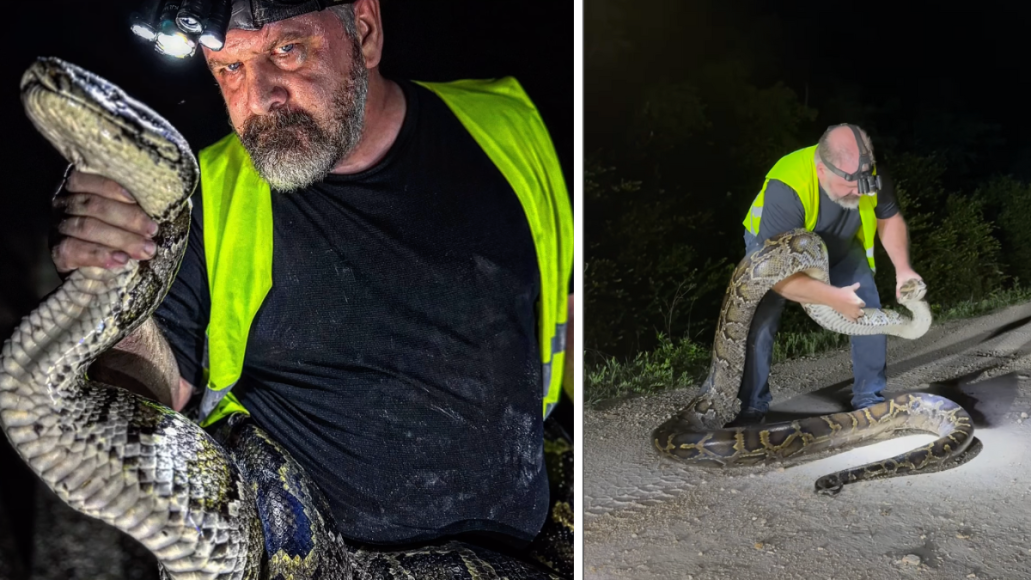 man wrestles python