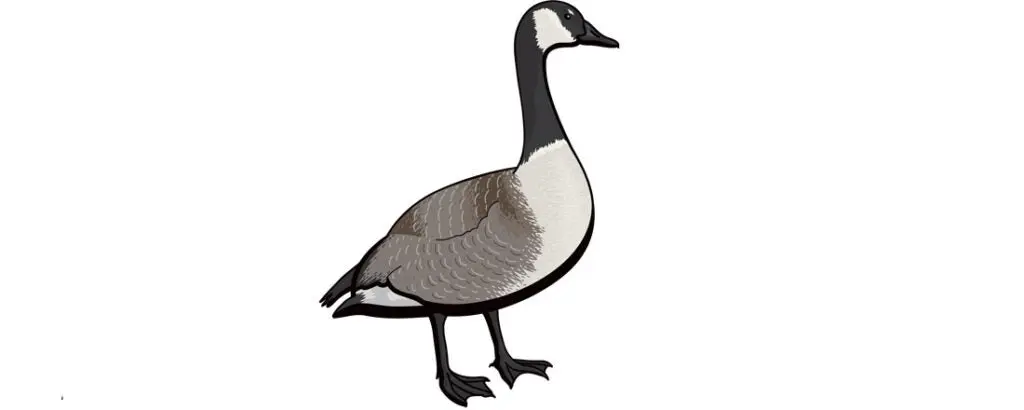 Advanced Goose Skill