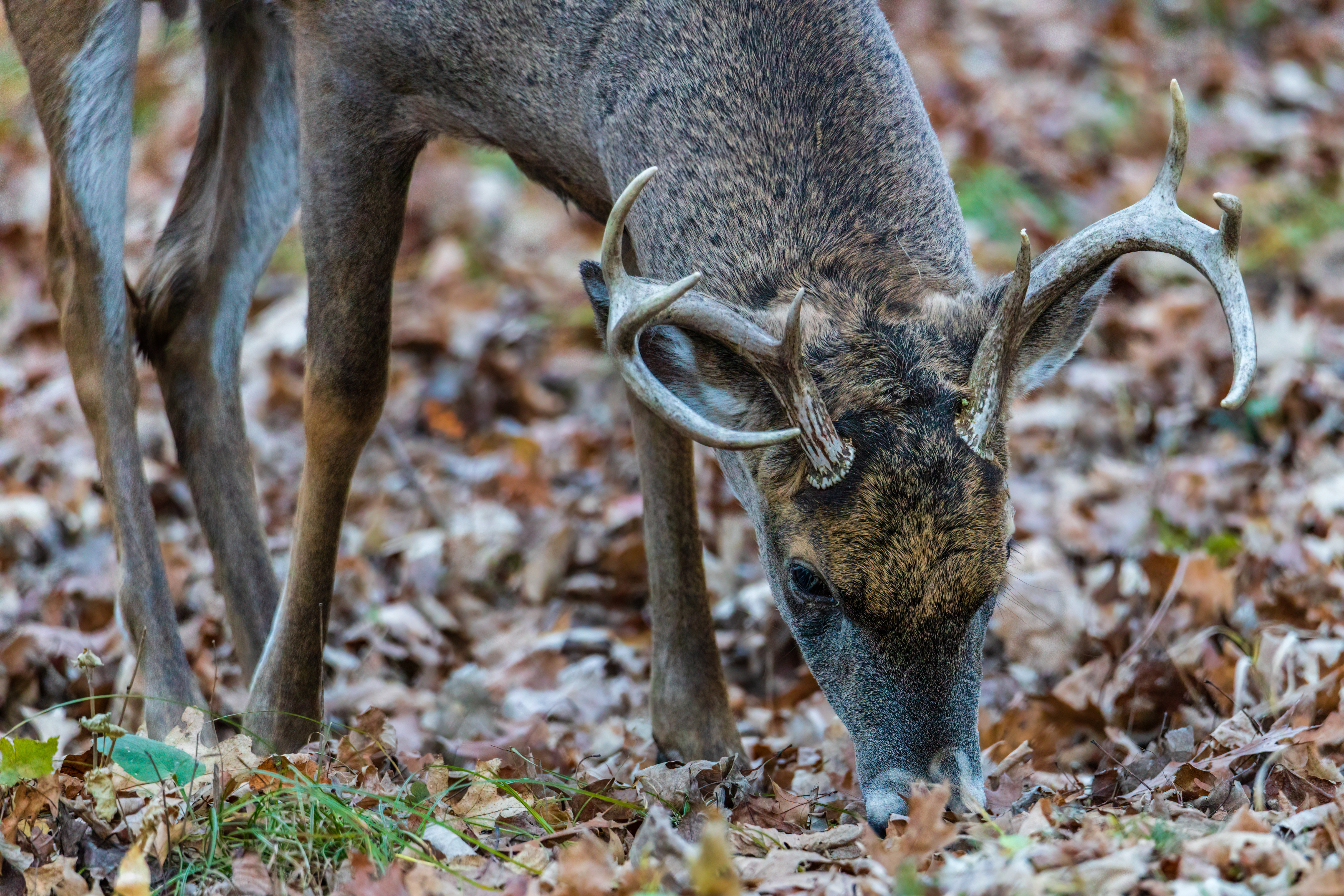 Do Whitetail Bucks Really Go Nocturnal? | Field & Stream