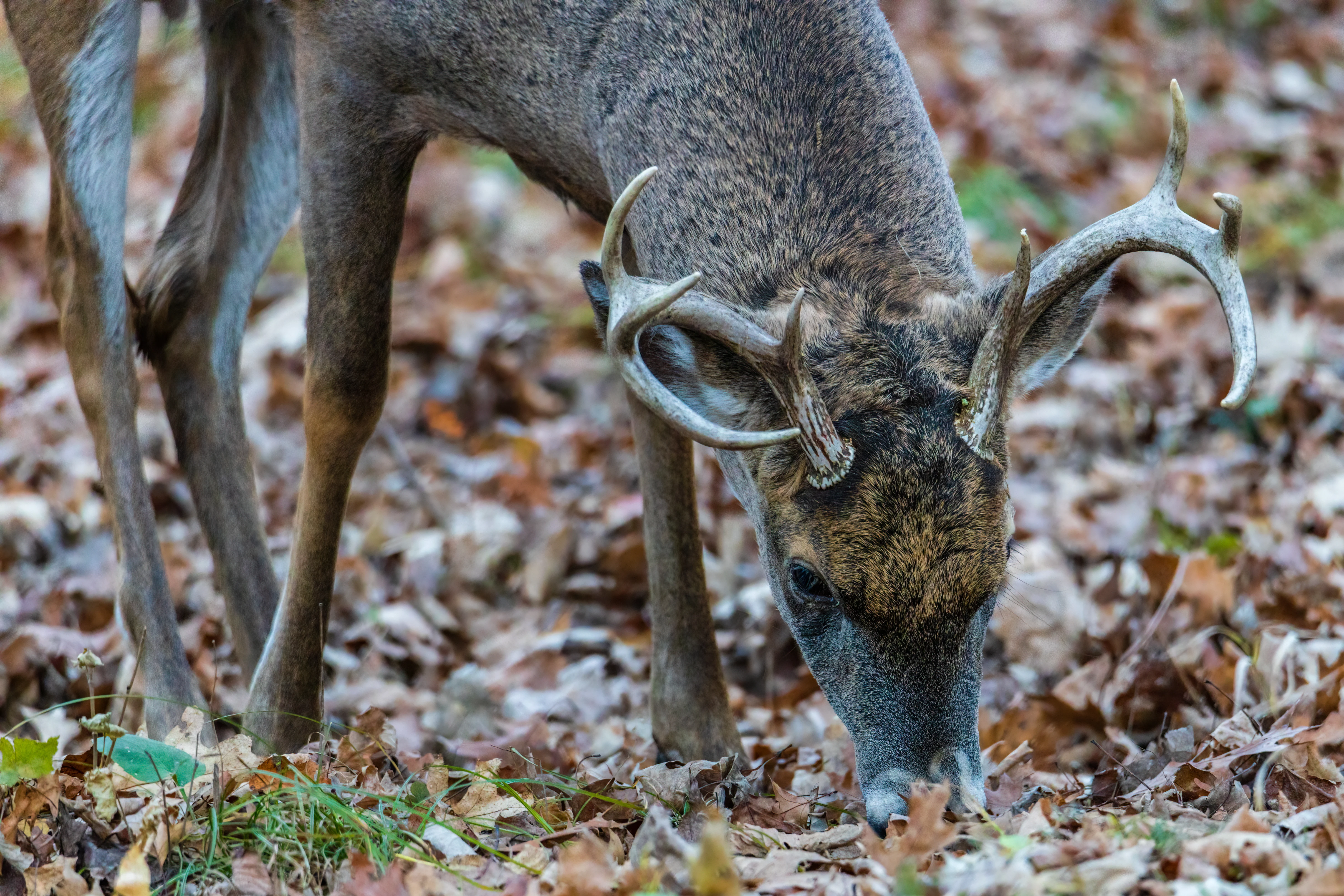 A whitetail buck eating acorns on the forest floor.