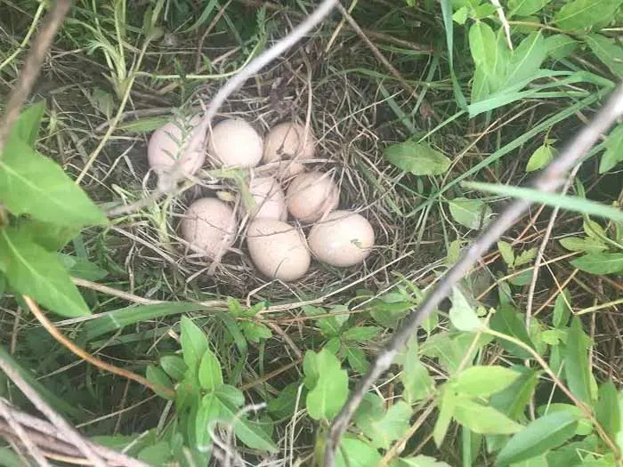 A turkey nest full of eggs.