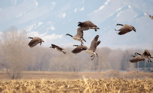 A flock of geese take off from a field