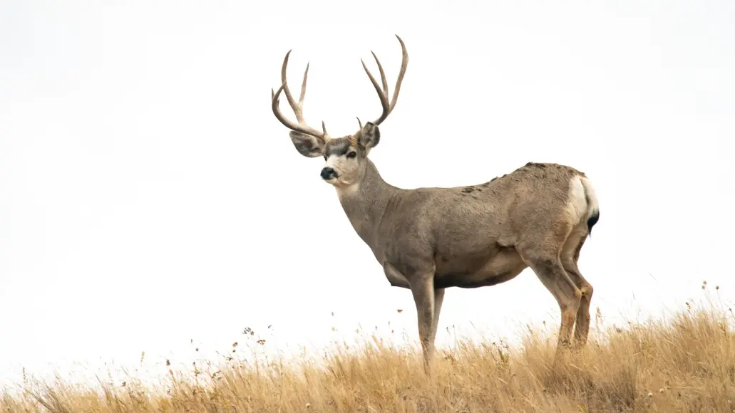 photo of buck for how to hunt mule deer