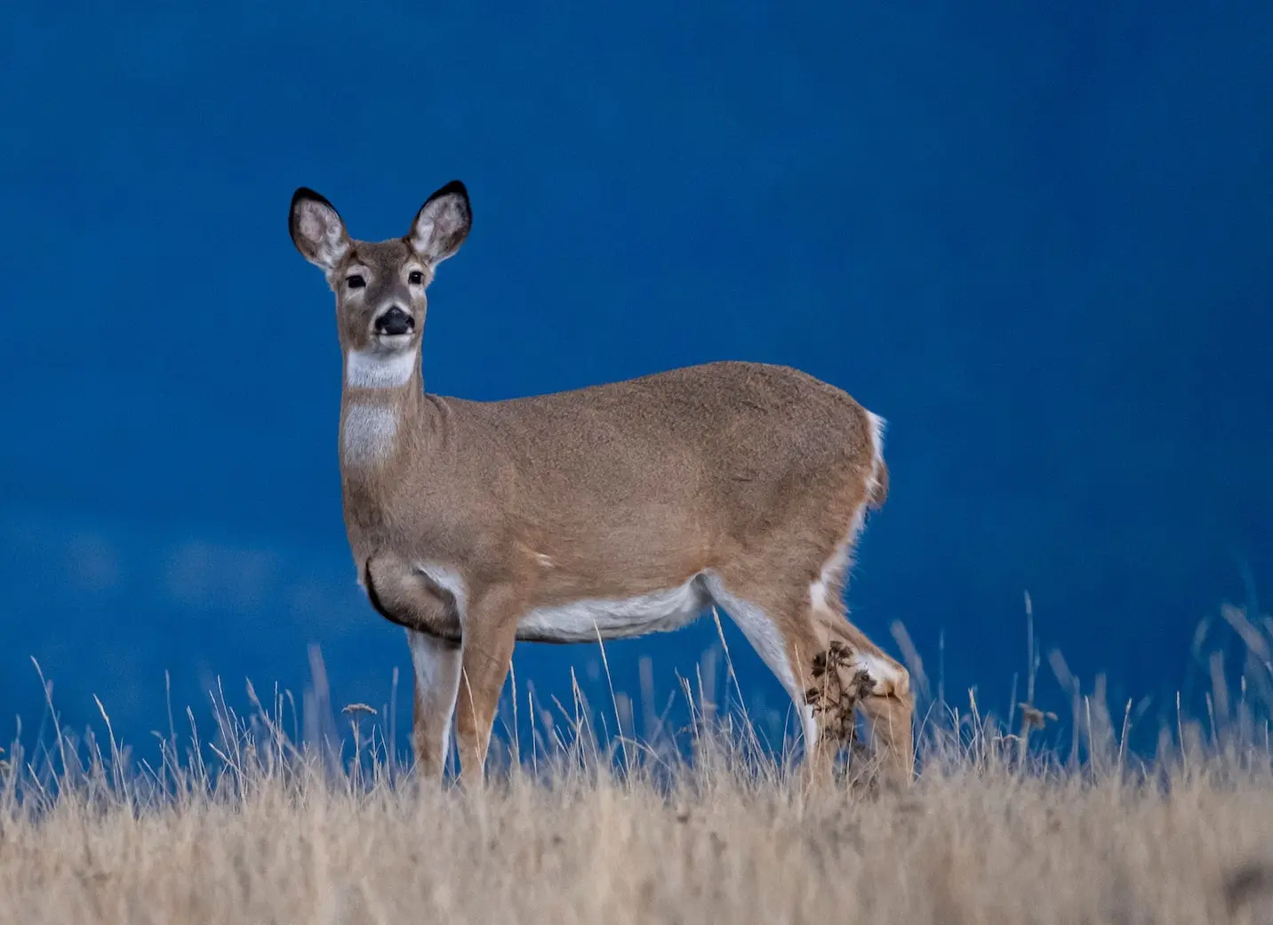 photo of a big whtietail doe