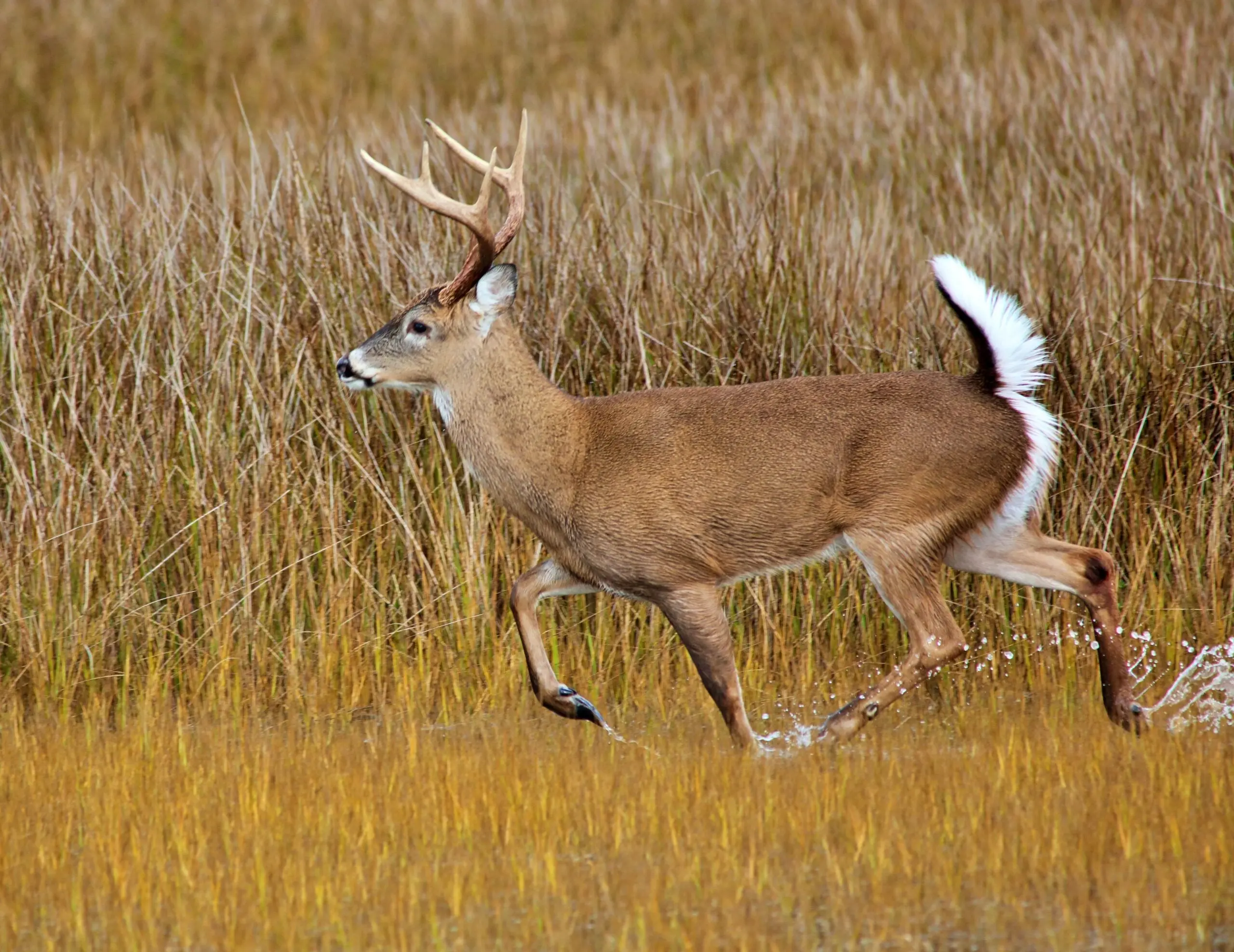 photo of whitetail buck running