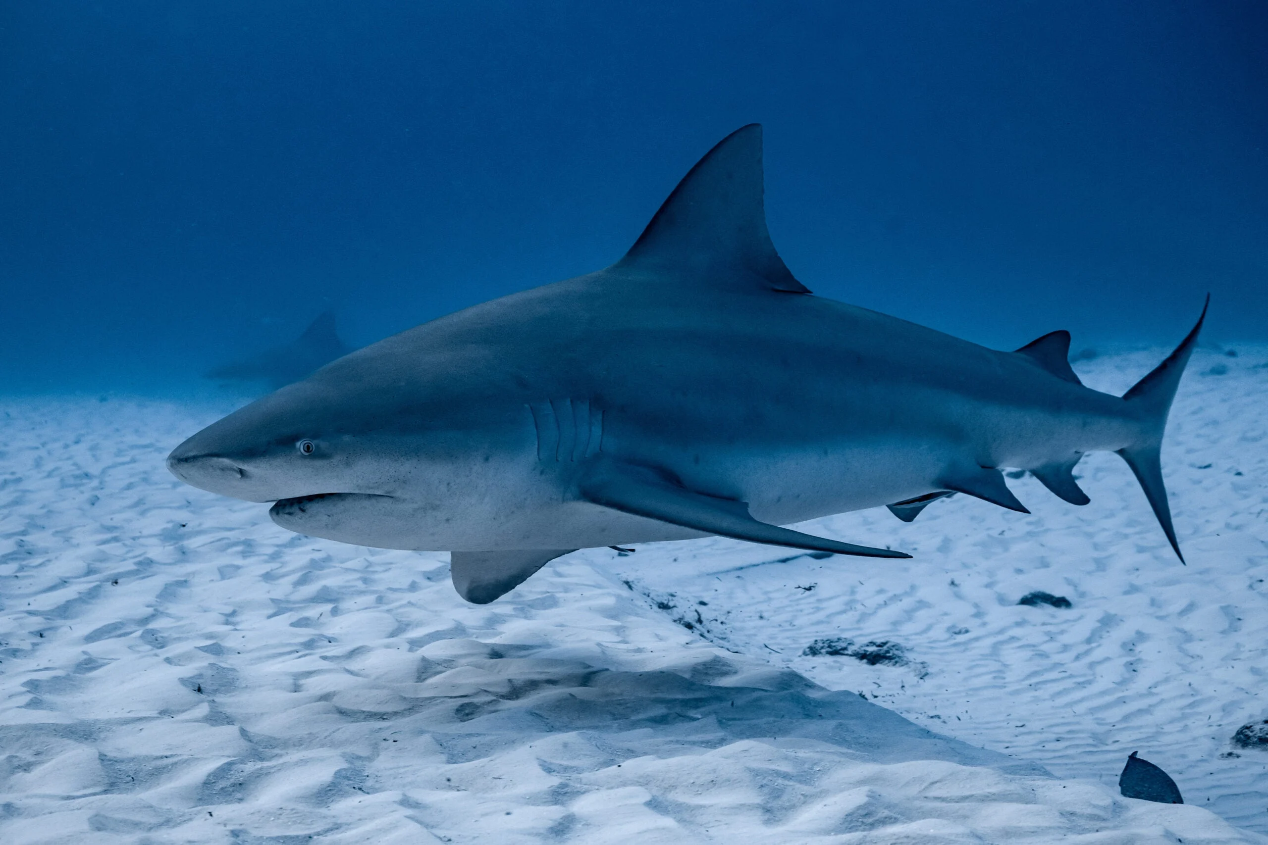 photo of a bull shark