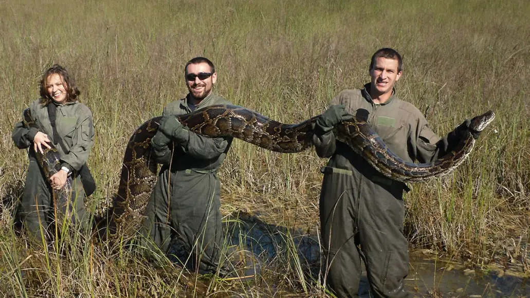 three people hold giant snake while python hunting in florida