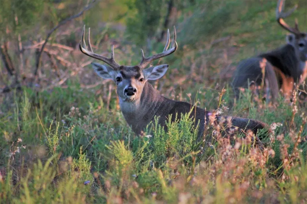 Whitetail buck in hiding in the brush.