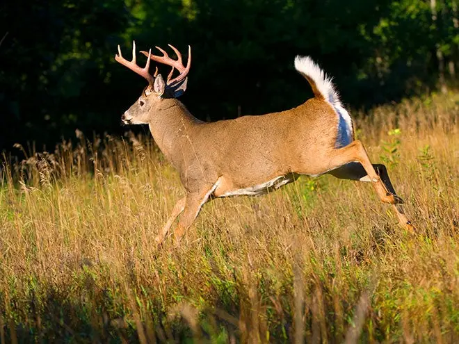 httpswww.fieldandstream.comsitesfieldandstream.comfilesimages201708white-tailed-deer-come-back-4×3.jpg