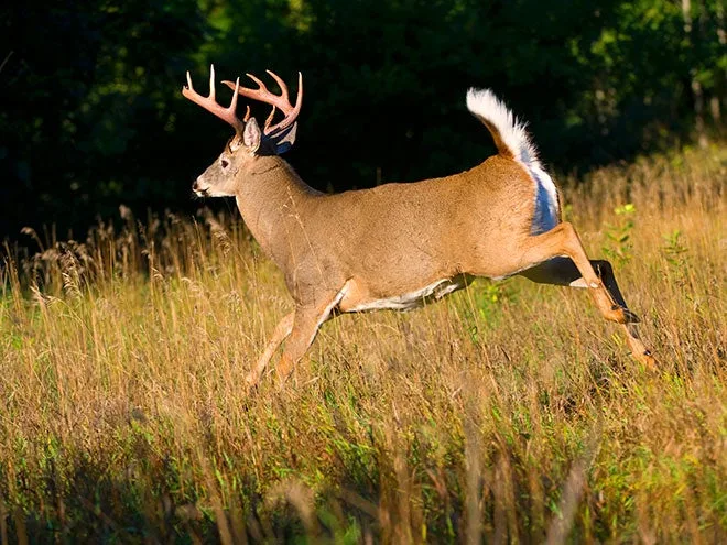 httpswww.fieldandstream.comsitesfieldandstream.comfilesimages201708white-tailed-deer-come-back-4×3.jpg