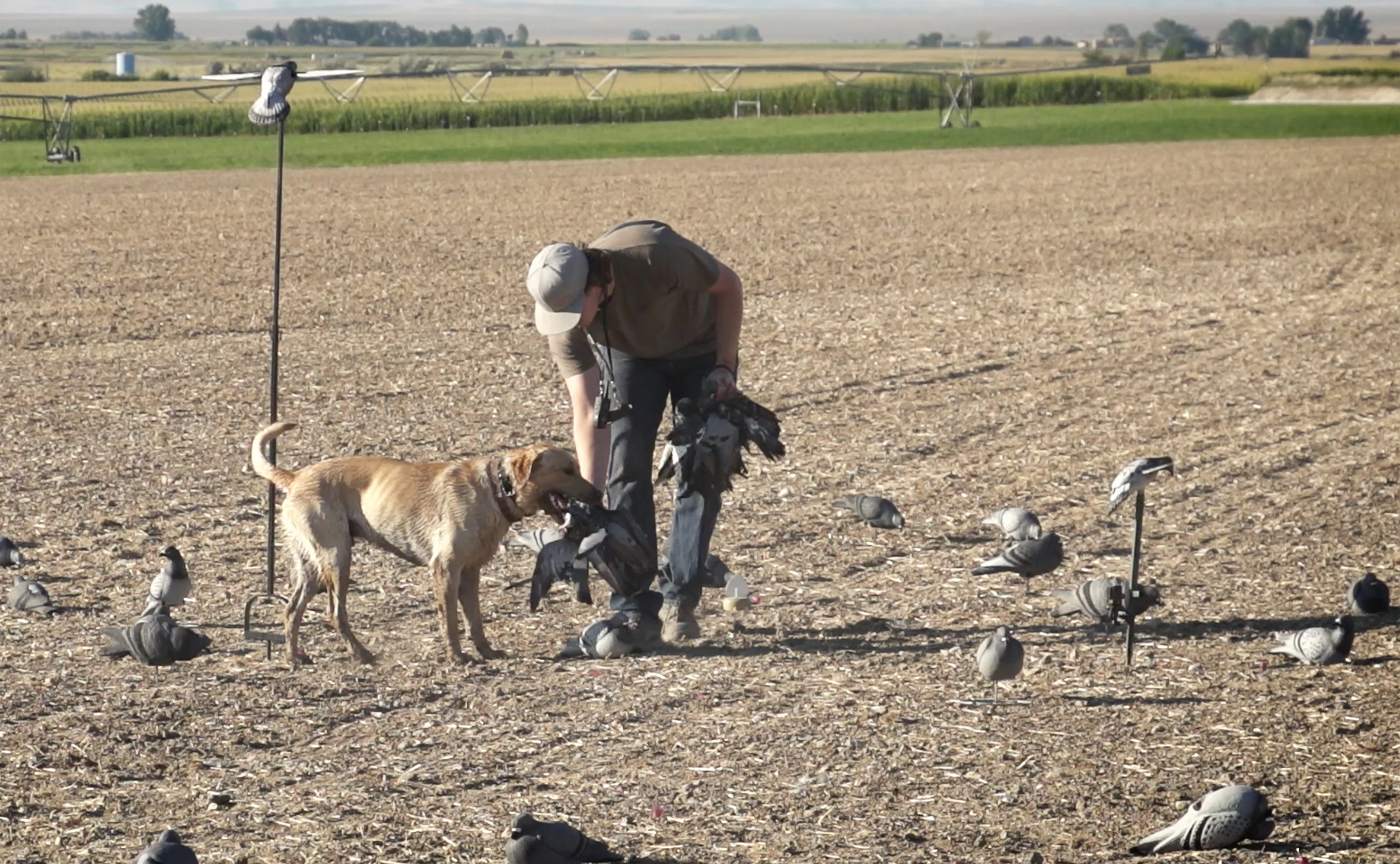 A hunter picks up downed pigeons in a spread of pigeon decoys.