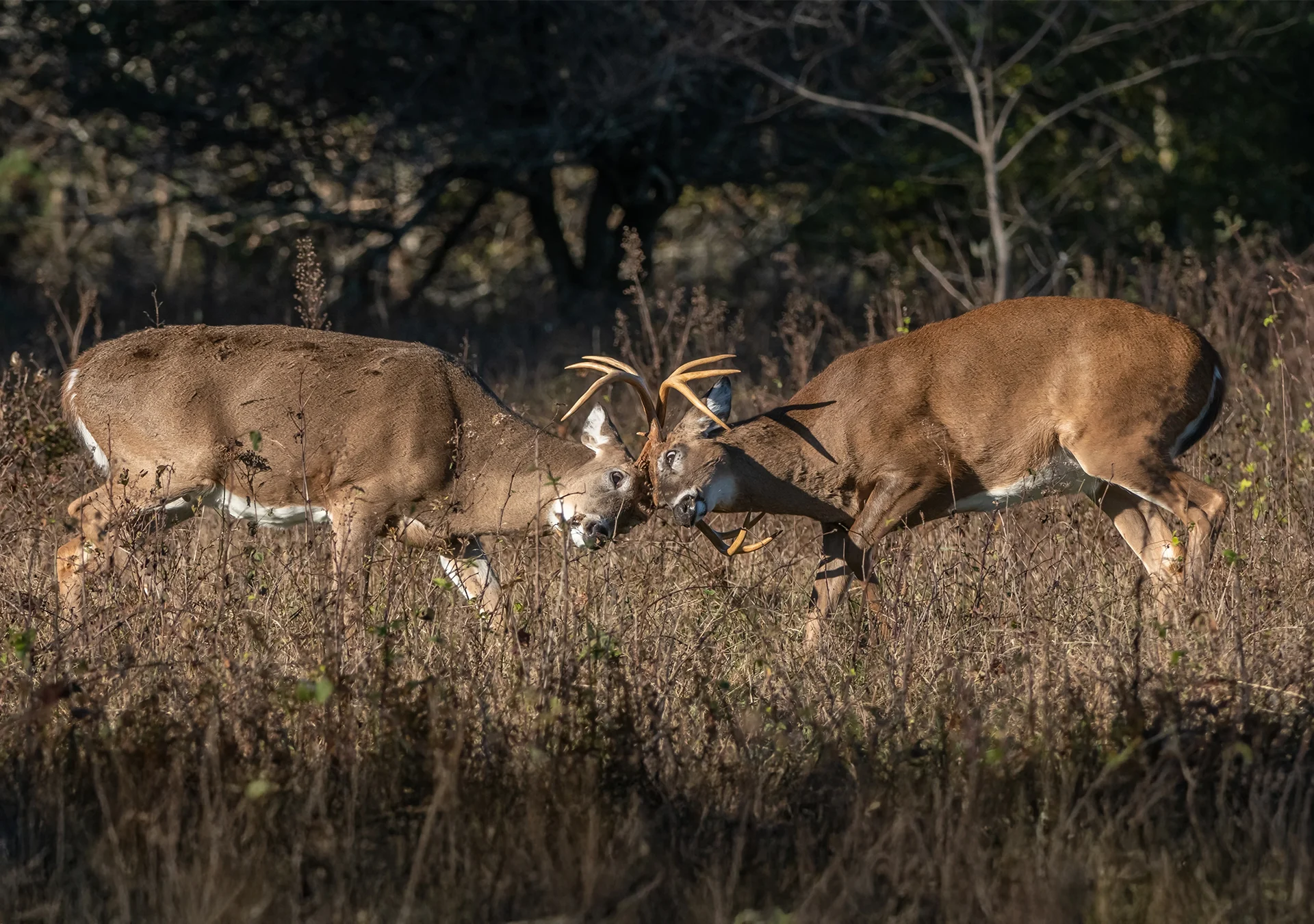 The Best Days of the 2025 Whitetail Rut