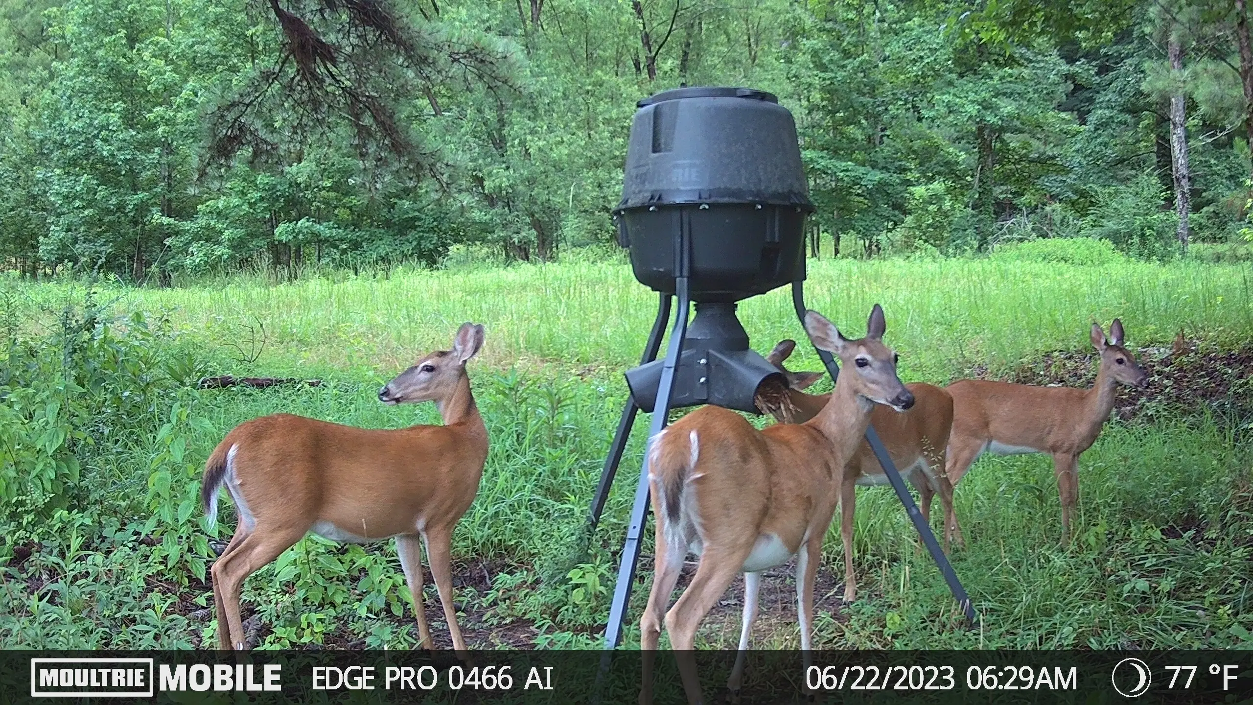 Trail camera photo of four doe deer at a feeder. 