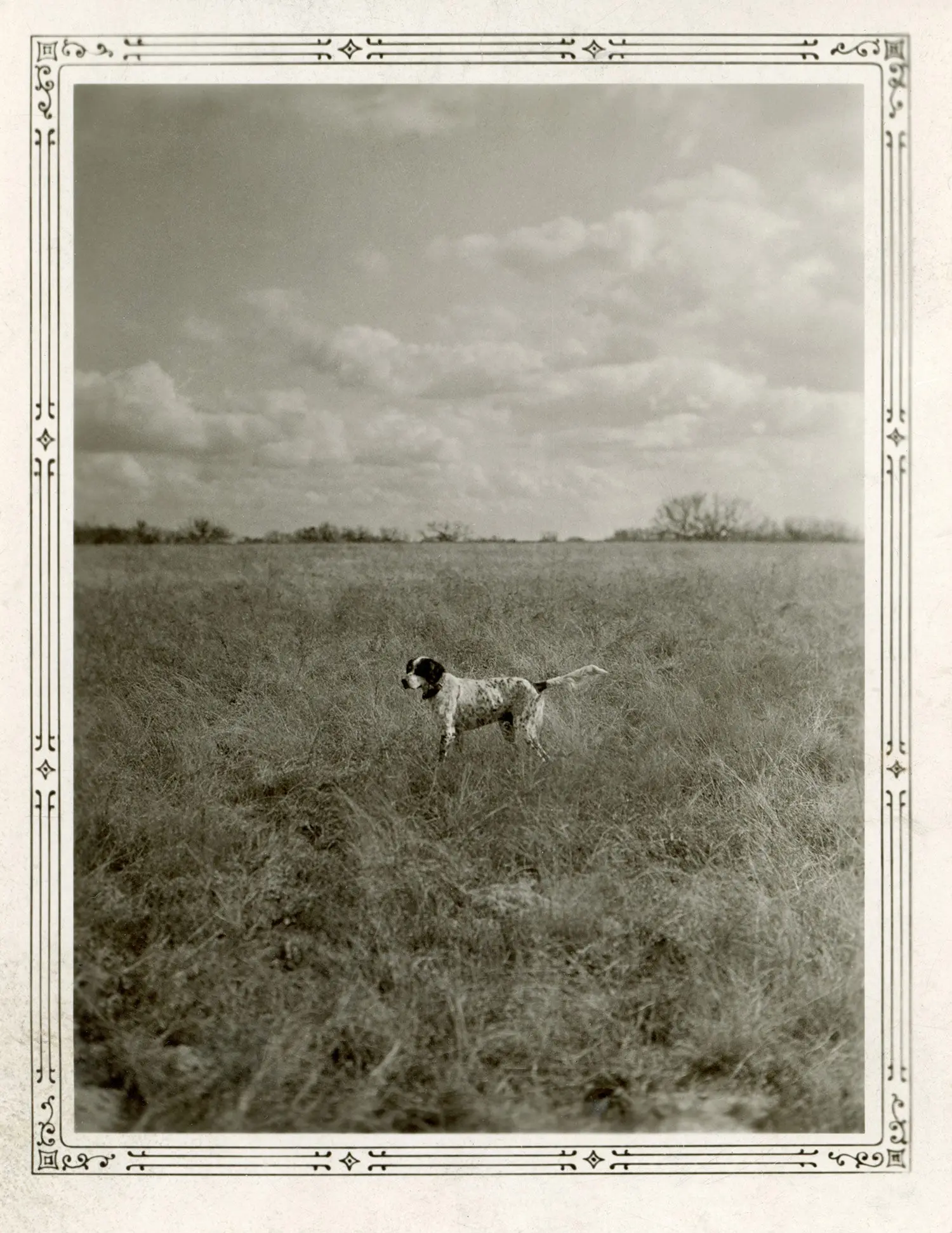 English setter on point during a bird hunt