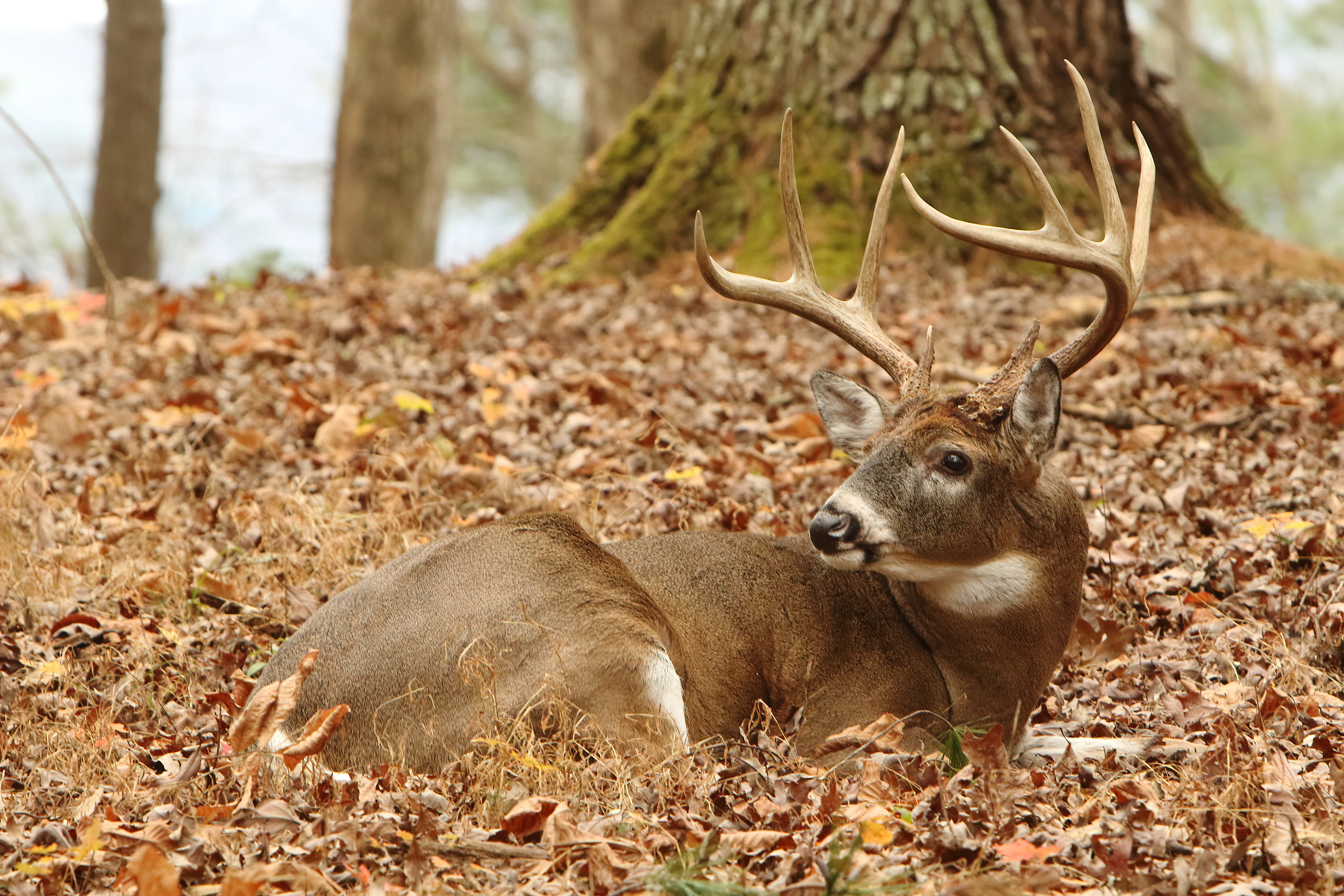 A whitetail buck bedding near the end of a ridge in the woods. 