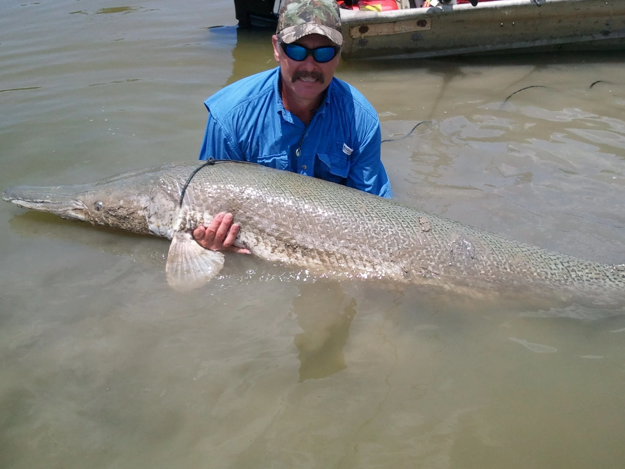 photo of alligator gar