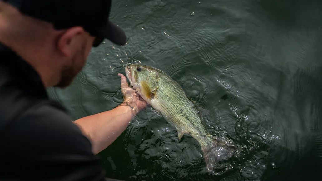 Angler releasing a largemouth bass