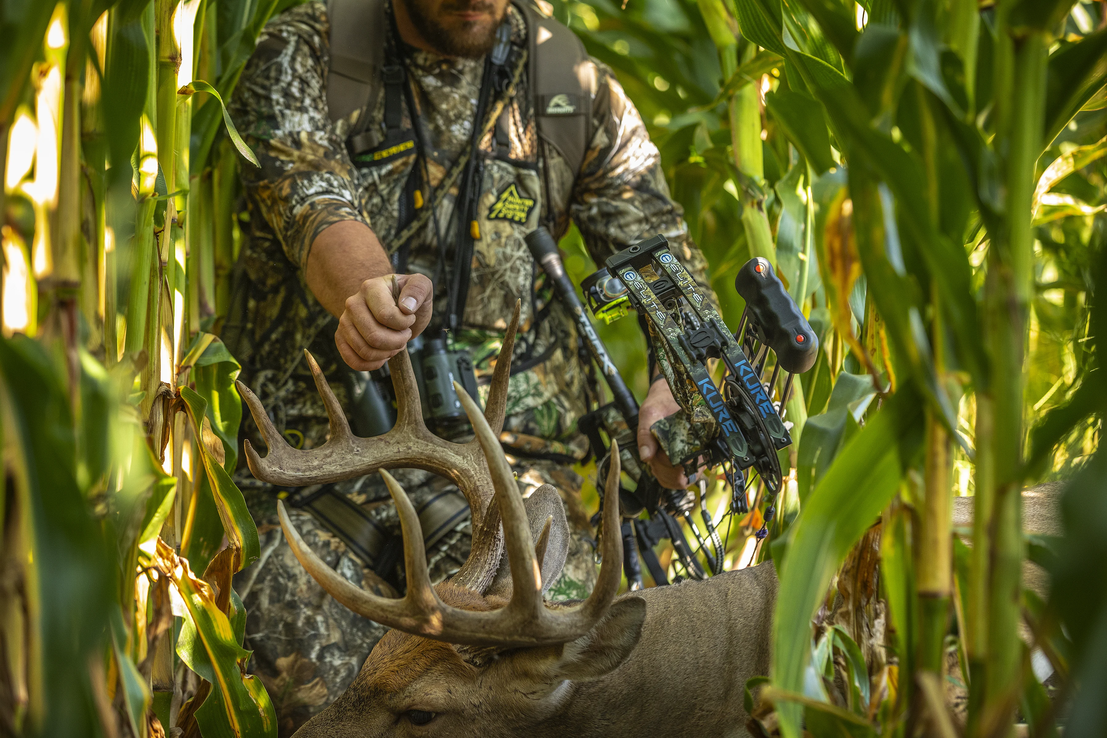 photo of deer in cornfield