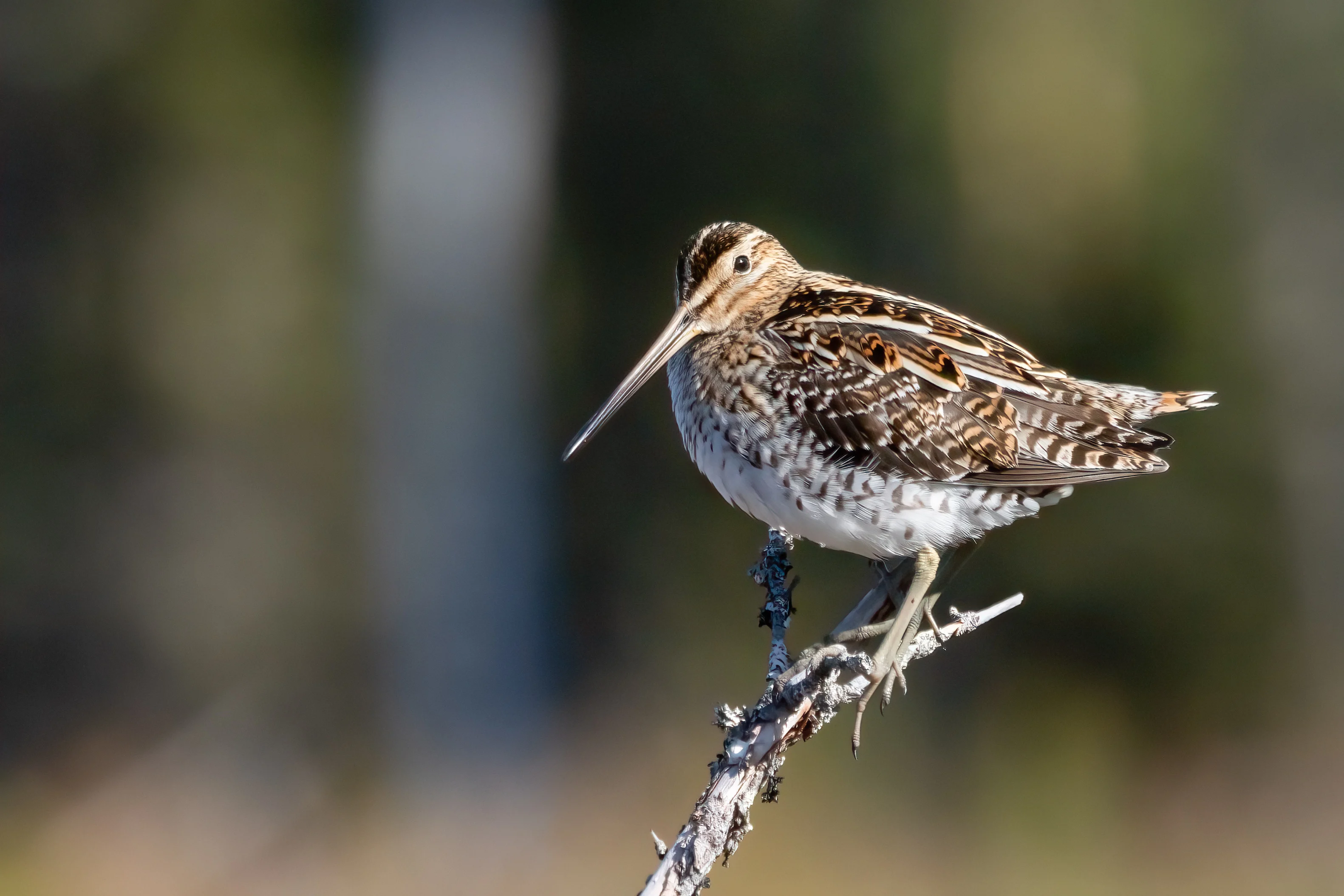 A snipe bird stands on a branch