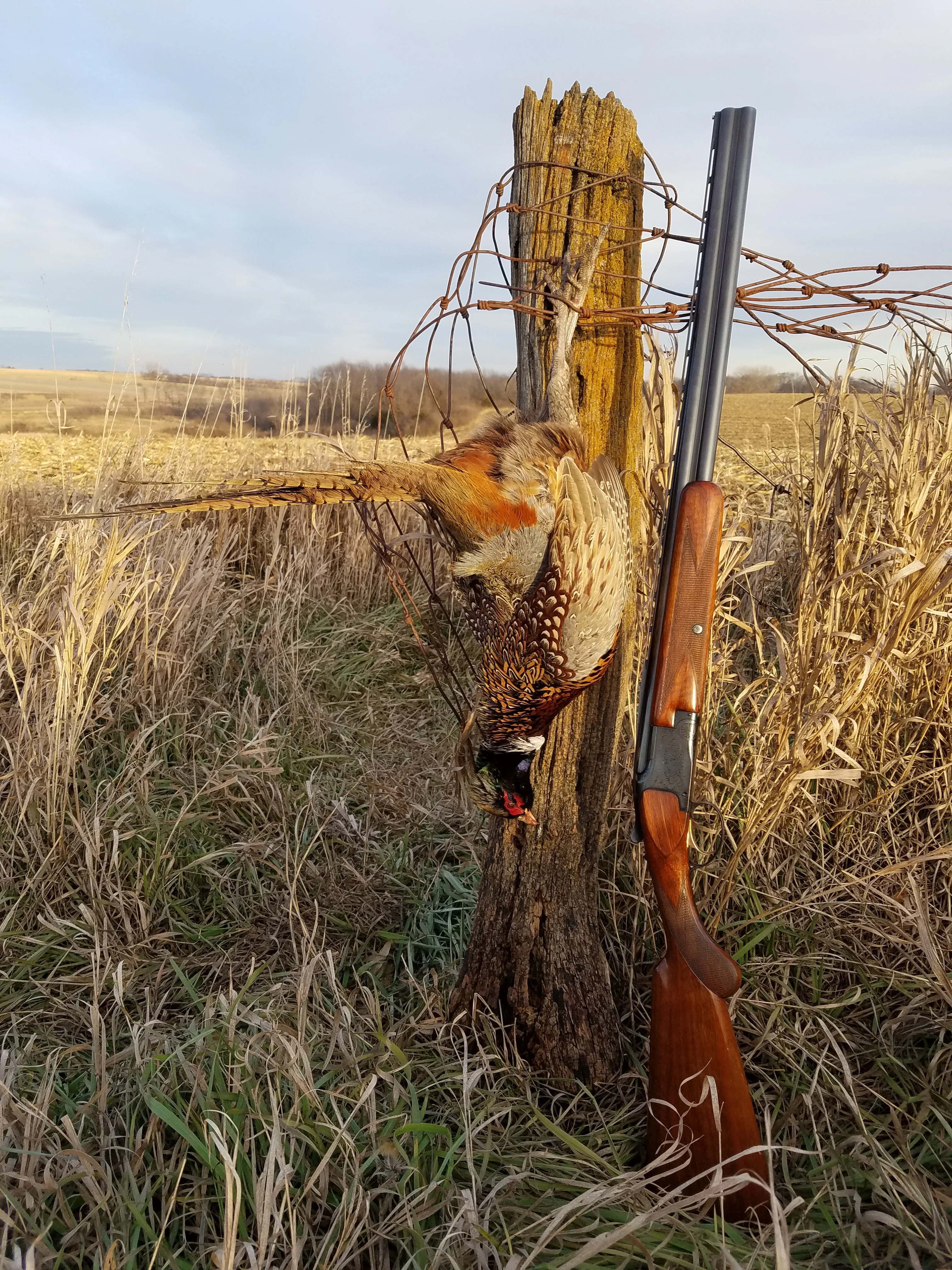 A Browning Superposed shotgun leaning on a fence post with a harvested pheasant. 