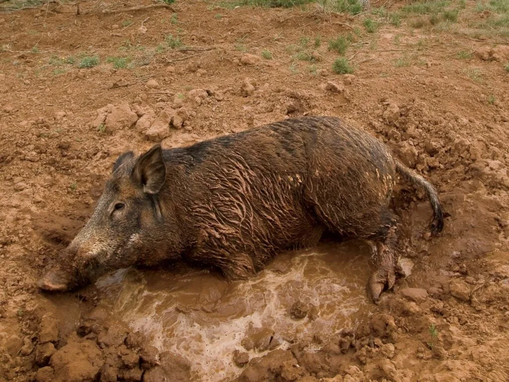 A hog rolls in a wallow.