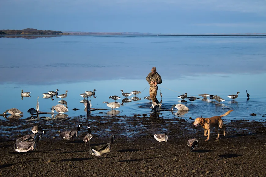A hunter sets waterfowl decoys with the help of his hunting dog.