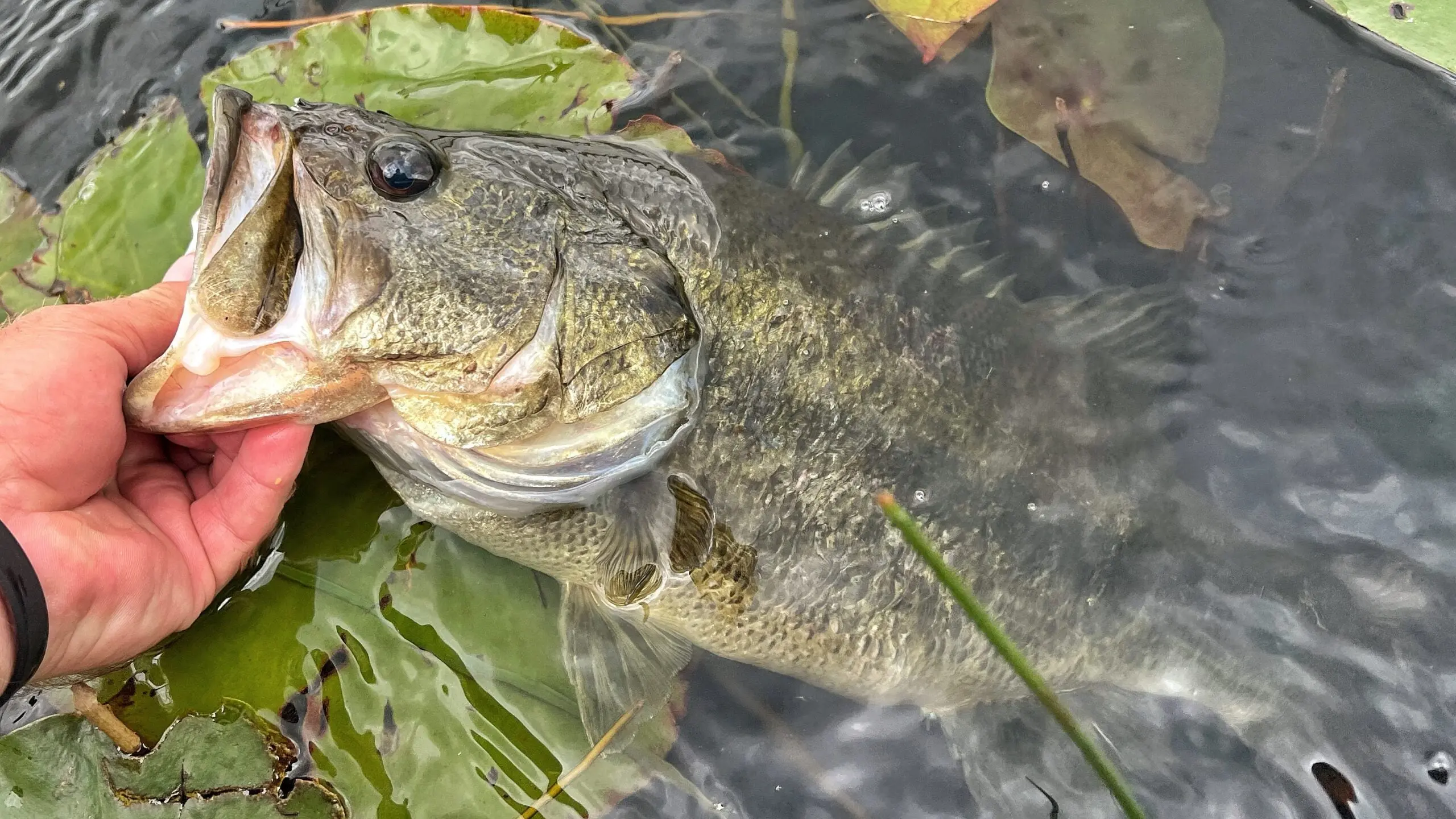 Man holds largemouth bass by the mouth on surface of water with lily pads