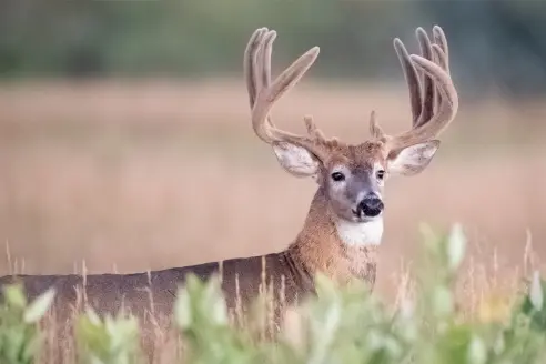 A trophy whitetail with velvet antlers looks out from a clearing. 