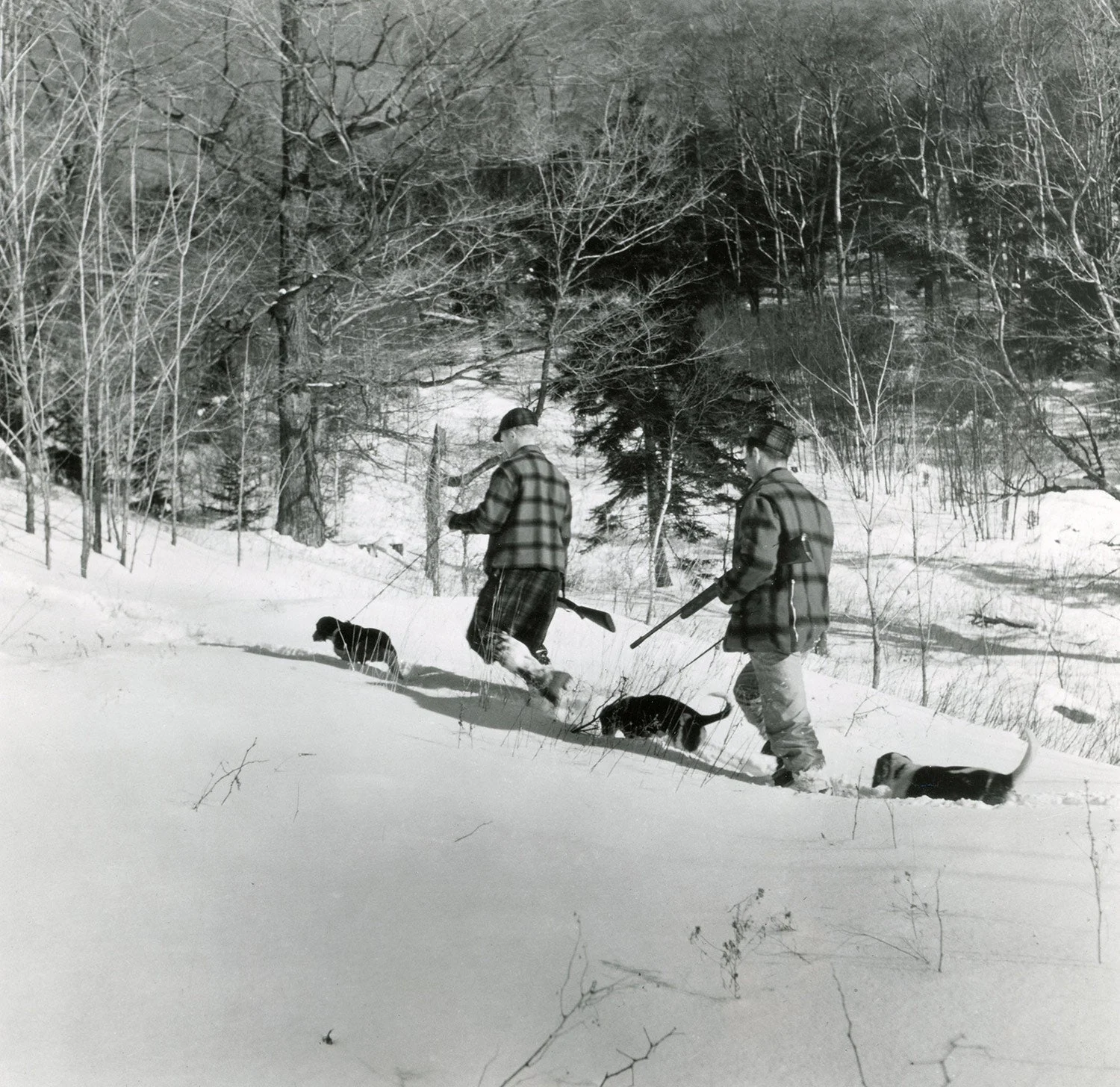 Small game hunting in the snow with beagles