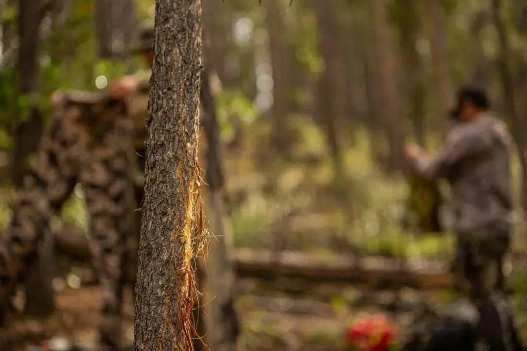 an elk rub on a tree in the woods