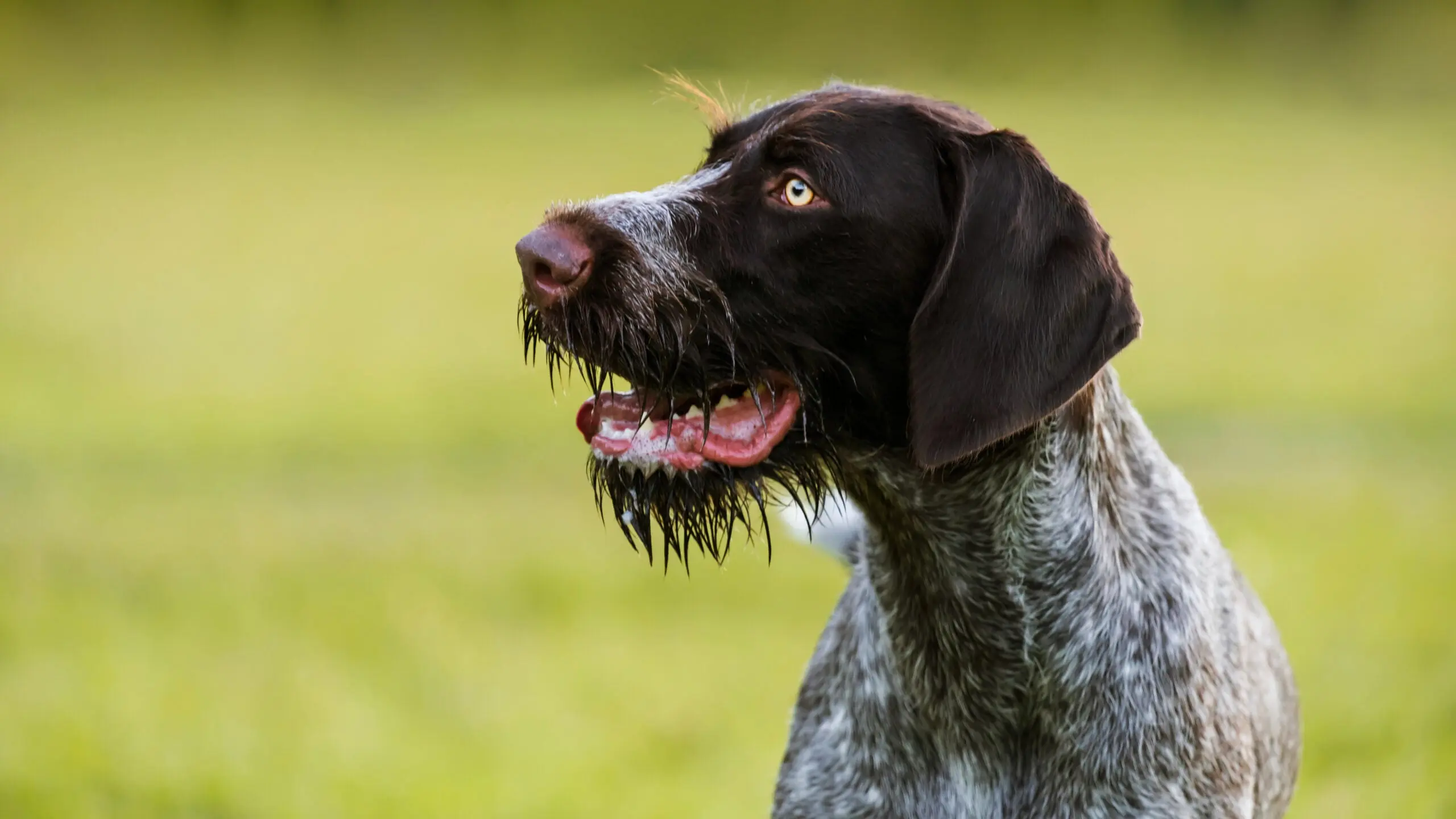 photo of a drathaar bird dog in a field