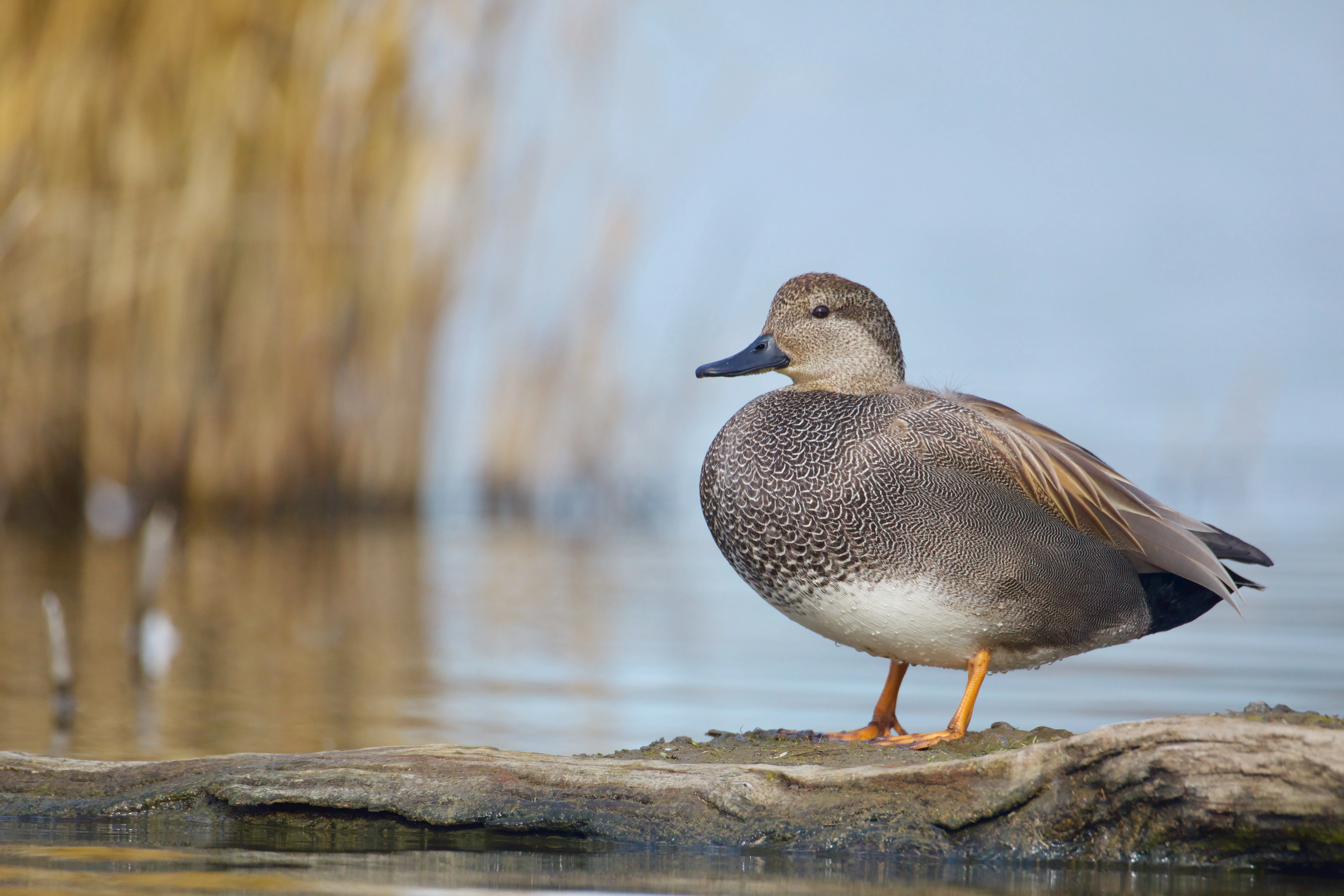 A gadwall duck perched on a a small log