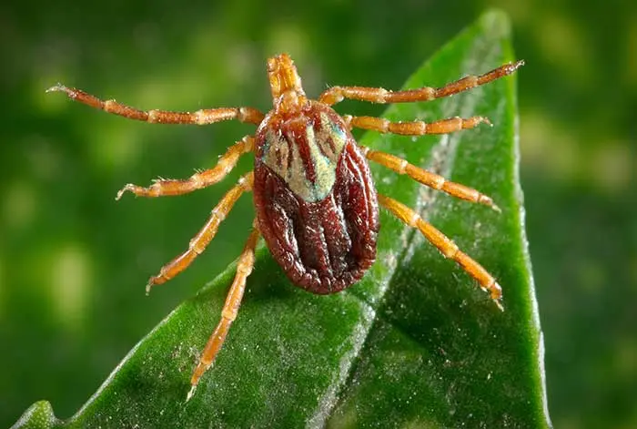 An adult female Gulf Coast tick, Amblyomma maculatum, on a leaf.