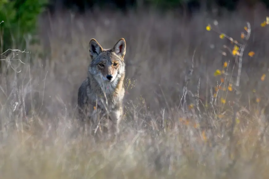 Coyote standing in tall grass