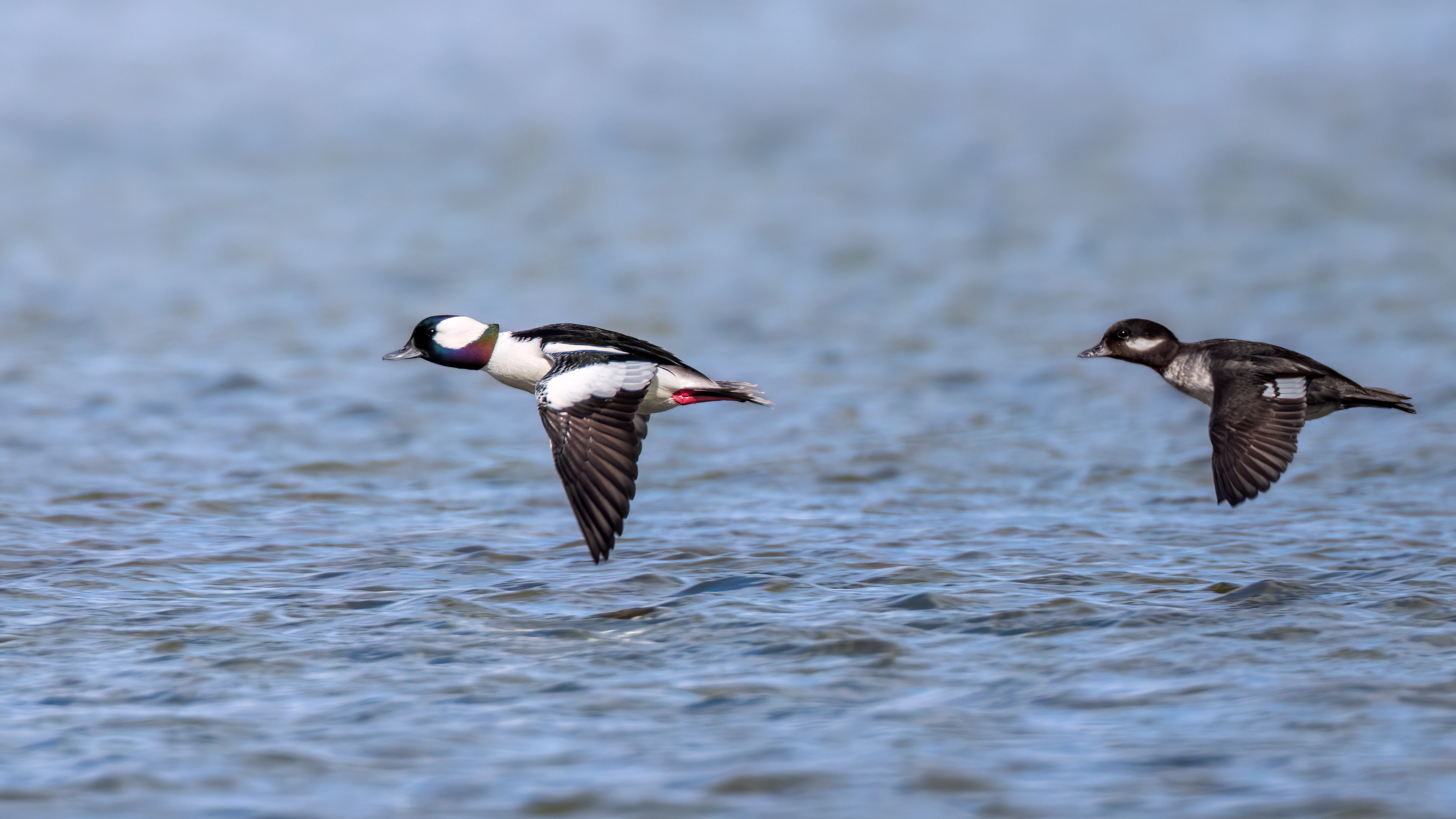 Bufflehead