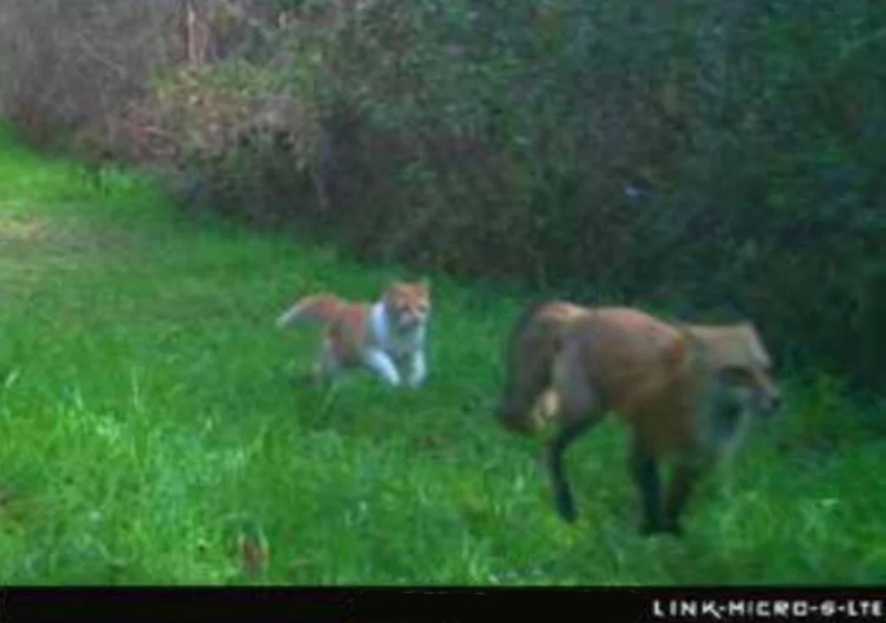 A trail camera photo of a house cat chasing off a red fox. 