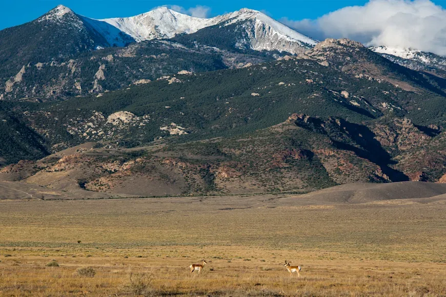 Pronghorn antelope graze public land in Utah. 