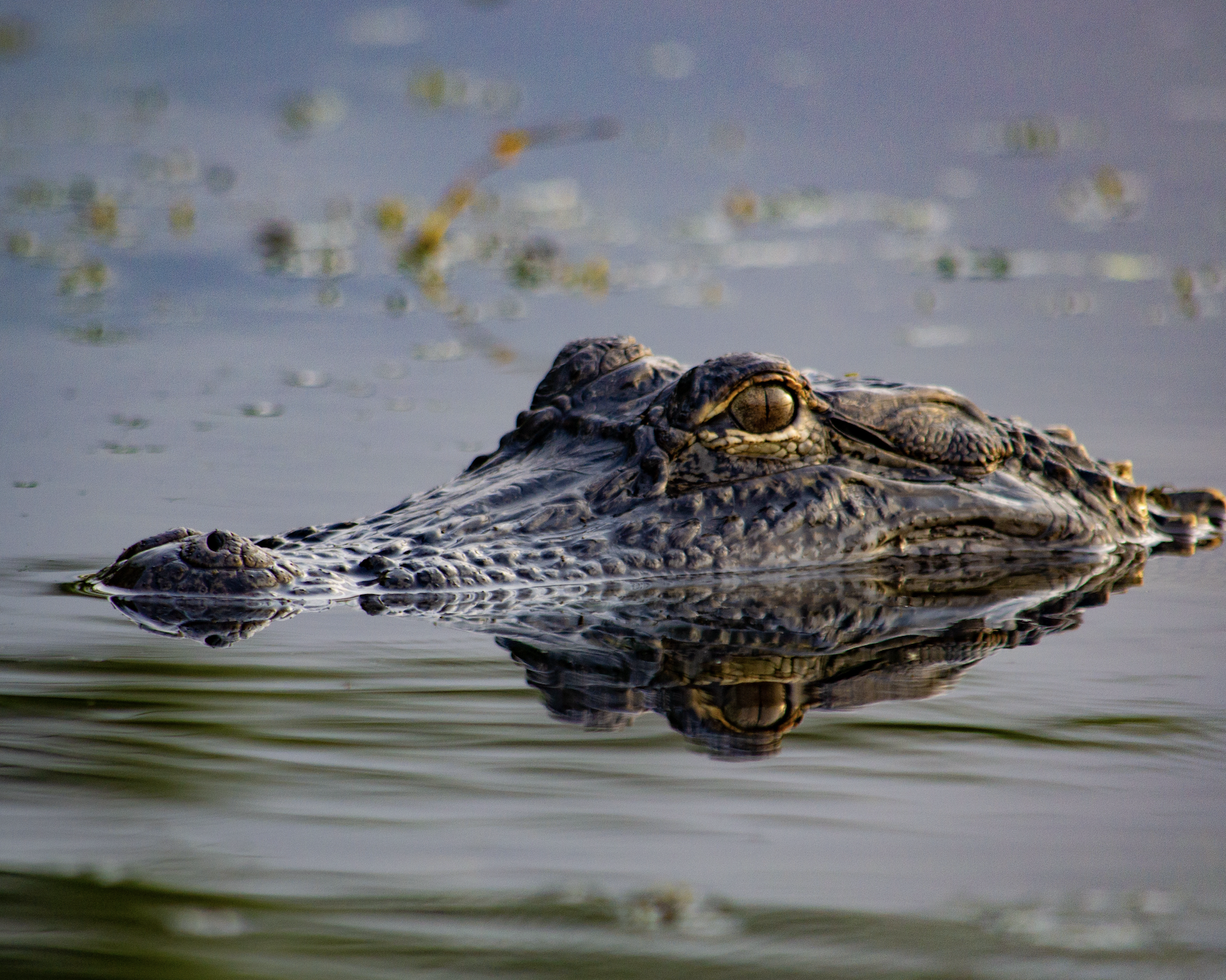 An alligator prowls a southern swamp.