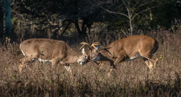 Two whitetail bucks fighting.