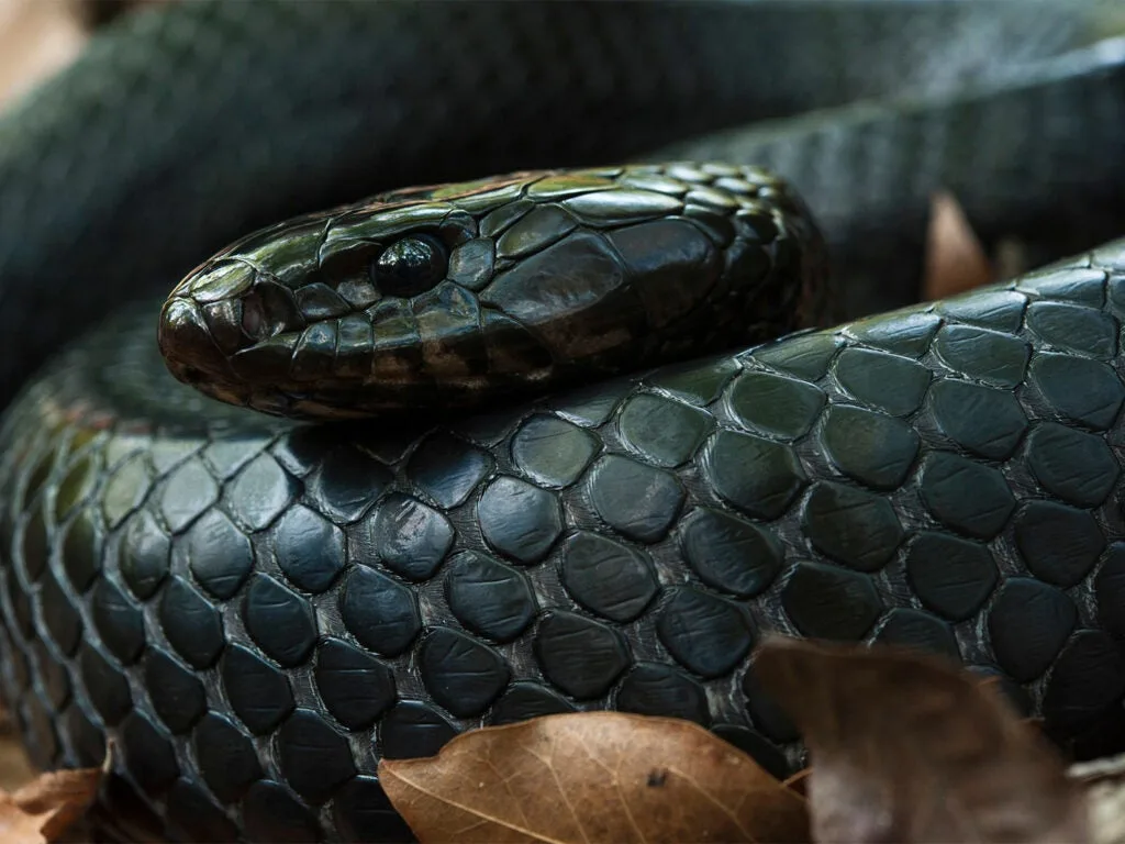 A coild up eastern indigo black snake.