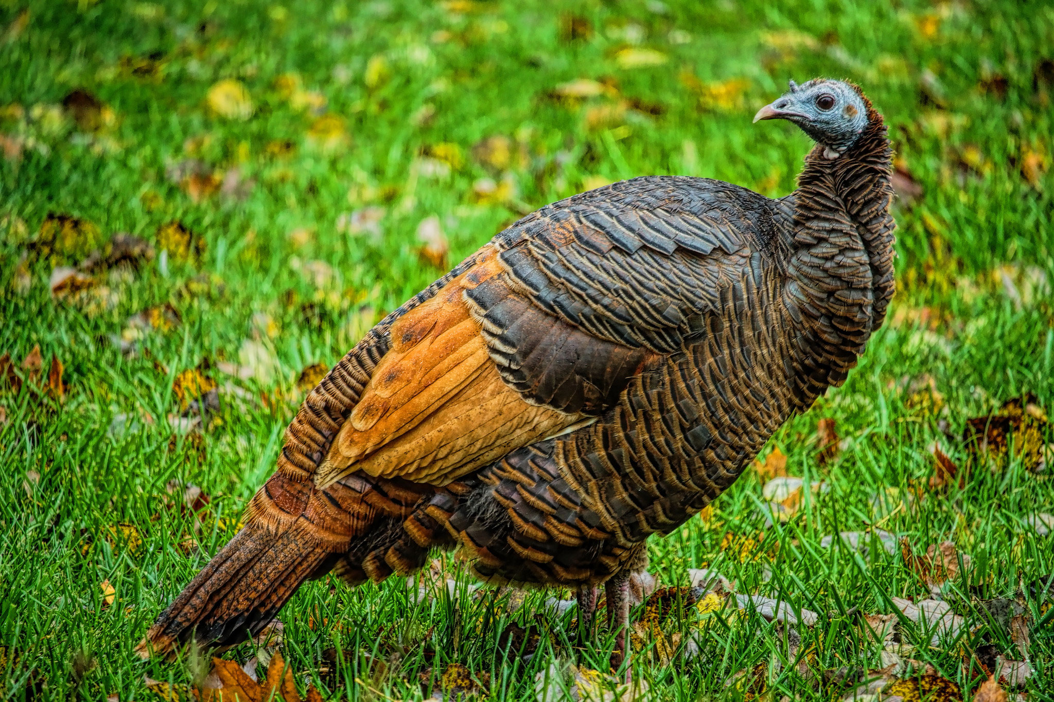 A hen wild turkey with odd-colored plumage. 