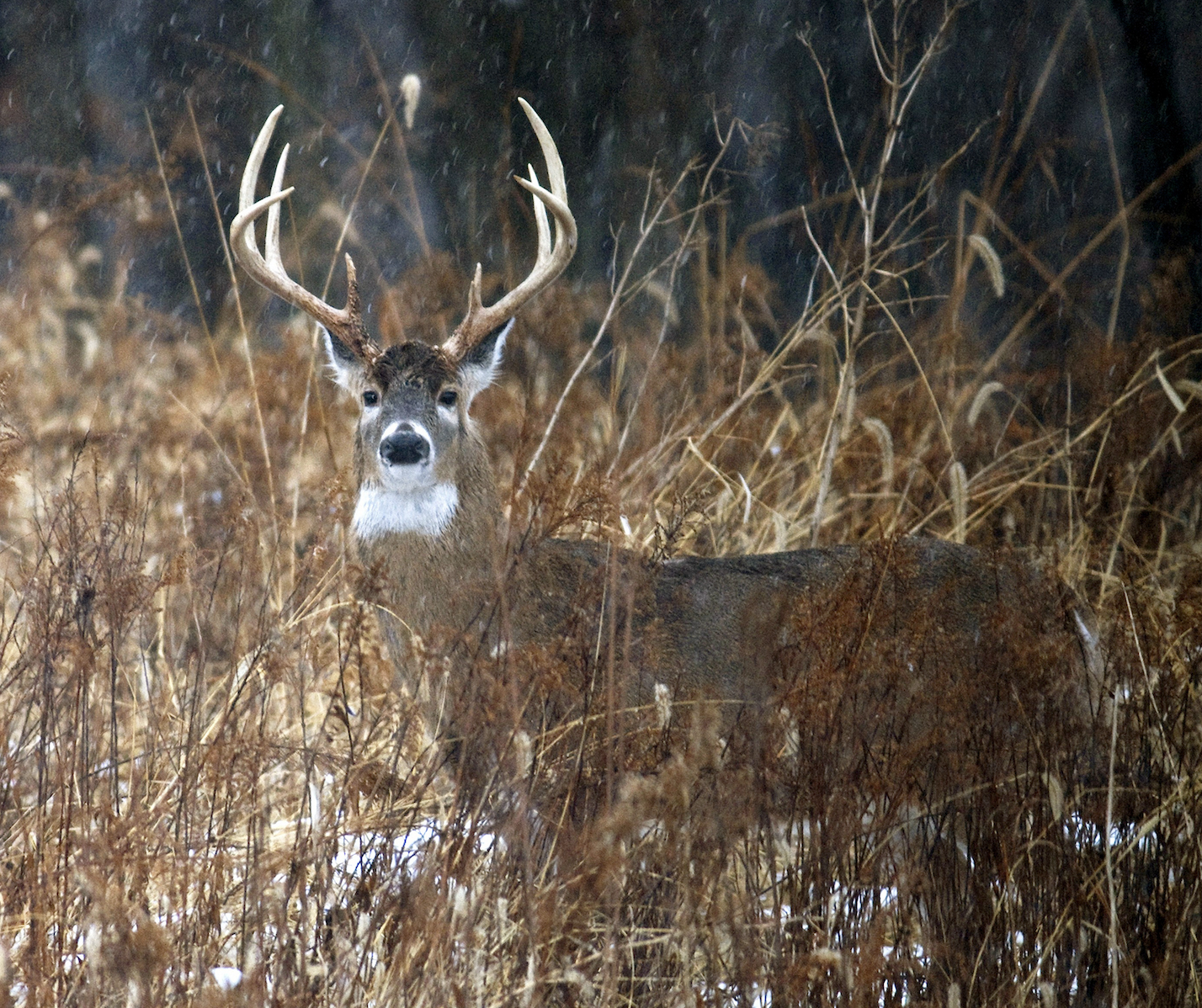 A winter buck stands in a swamp.