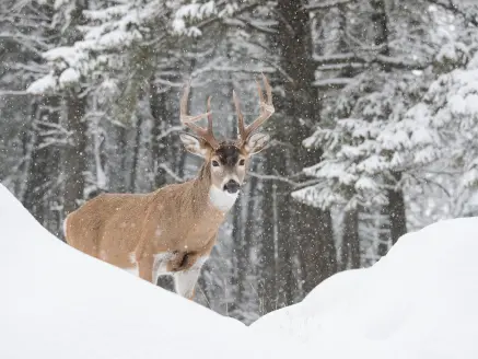 photo of a whitetail buck in snow