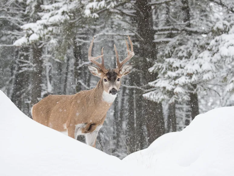 photo of a whitetail buck in snow